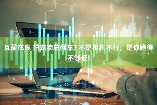 互盈在线 拍宠物总翻车? 不是相机不行，是你蹲得不够低!